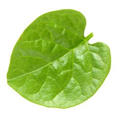 Fototapeta na wymiar Stack of fresh malabar spinach vegetable leaves on white background