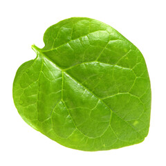 Naklejka na ściany i meble Stack of fresh malabar spinach vegetable leaves on white background