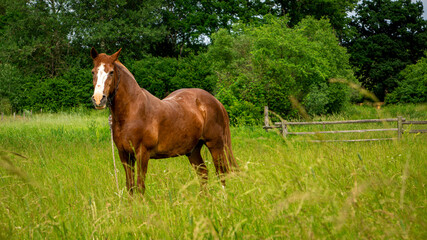 Young beautiful horse grazes on a green meadow