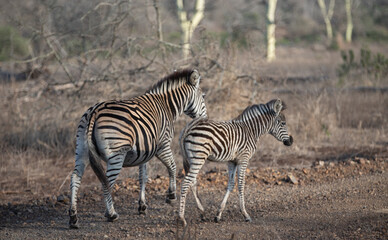 Fototapeta na wymiar Zebra mare walking with her baby foal in southern Africa