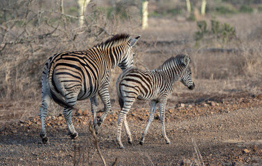 Obraz na płótnie Canvas Zebra mother and foal walking side by side in southern Africa