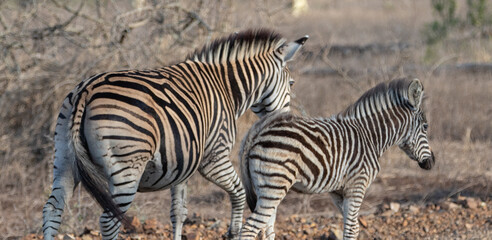 Fototapeta na wymiar Zebra mother and foal walking side by side in southern Africa