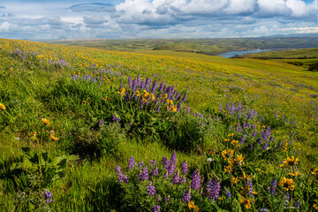 Wildflowers in the rolling hills above the Columbia River in Columbia Hills State Park, Washington.