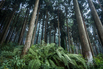 Ferns of Lamahatta, Darjeeling, India