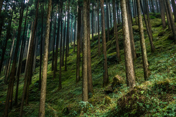 Green slopes of Lamahatta, Darjeeling, India