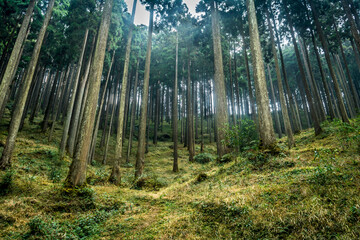 Lamahatta Eco Park, Darjeeling, India
