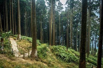 Ferns of Lamahatta, West Bengal, India