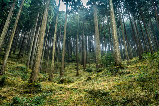 Lamahatta Eco Park, Darjeeling, India