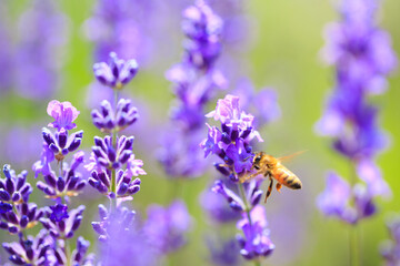 bee and lavender
