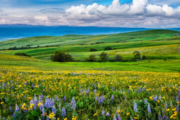 Wildflowers in the rolling hills above the Columbia River in Columbia Hills State Park, Washington, with partially obscured Mt Hood in the background.