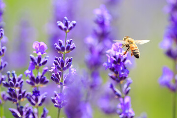 bee and lavender