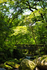 森の中の橋と岩場