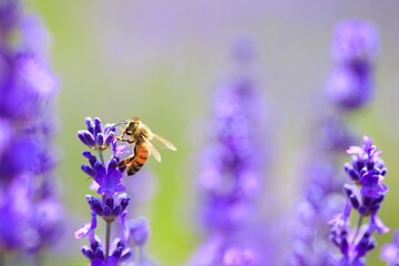 bee and lavender