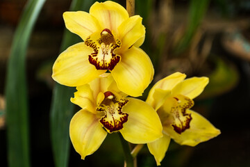 Beautiful Yellow Cymbidium Flowers