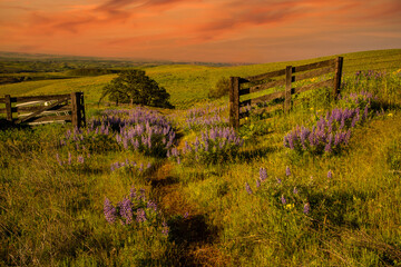 A fence, gate and trail and Balsam root and lupine flowers in bloom at sunset in the Columbia Hills State park in Central Washington, adjacent to the Columbia River