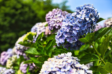 紫陽花の風景