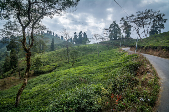 Rongli Rongliot Tea Estate, Darjeeling, India