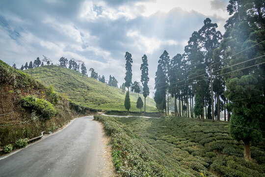 Landscape of Darjeeling tea gardens