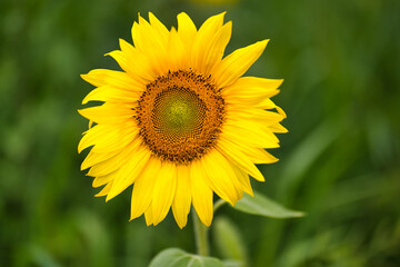 ひまわりの風景