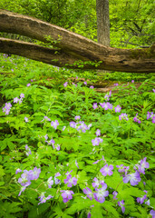 Wild geranium, a wildflower native to Midwest forest environments, adds a splash of color to the spring woods.