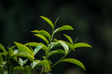 Fototapeta na wymiar Fresh tea buds and leaves