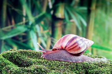 Snail, Giant African snail or giant African land snail (Lissachatina fulica) Selective focus,...