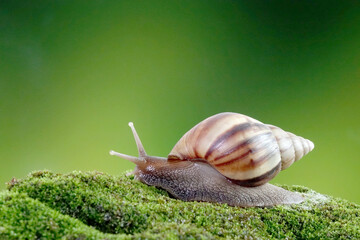 Snail, Giant African snail or giant African land snail (Lissachatina fulica) Selective focus, blurred natural green background with copy space