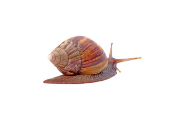 Snail, Giant African snail or giant African land snail (Lissachatina fulica) isolated on white background
