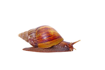 Snail, Giant African snail or giant African land snail (Lissachatina fulica) isolated on white background