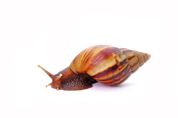 Snail, Giant African snail or giant African land snail (Lissachatina fulica) isolated on white background