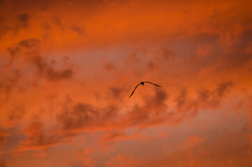 bird in the sky on orange clouds background
