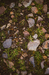 Rocks and moss