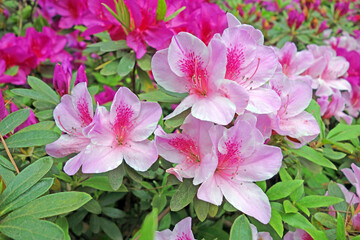 Azaleas (Rhododendron). Close up of Red Rhododendron flowers. Azaleas festival at Mo Shan garden,...