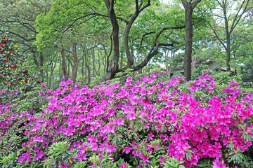 Azaleas (Rhododendron). Scenery of wooden walkway in Rhododendron blooming fields. Azaleas festival at Mo Shan garden, Wuhan city, Hubei province China.