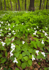 A native wildflower to Midwest woodlands, the large-flowered trillium puts on a dazzling display in springtime.