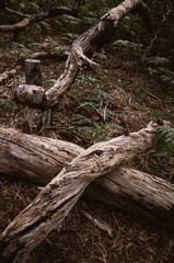 Old trees in the forest