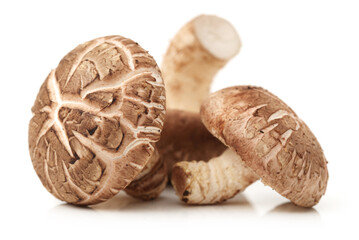 Shiitake mushroom on the White background 