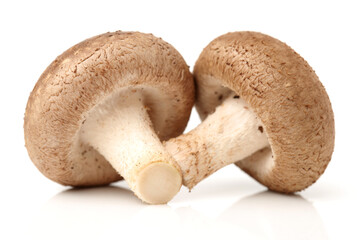 Shiitake mushroom on the White background 