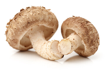 Shiitake mushroom on the White background 