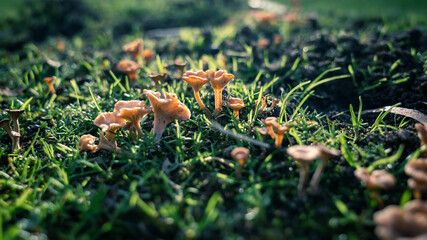 wild mushroom in the grass