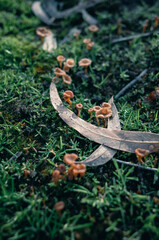 Small mushrooms in the forest