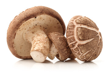 Shiitake mushroom on the White background 