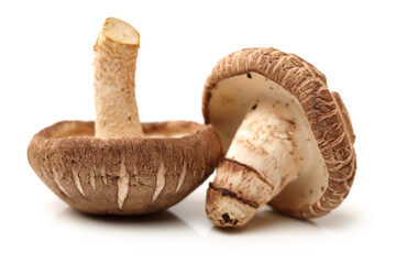 Shiitake mushroom on the White background 