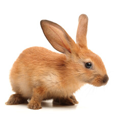 Fototapeta premium rabbit on white background