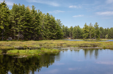 Fototapeta na wymiar Pond with green forest and grass under blue sky in spring in Muskoka'