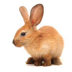 rabbit on white background