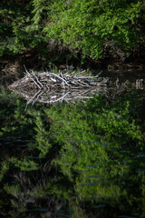 A beaver dam beside a pond with green leaves reflected in the water
