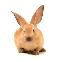 rabbits isolated on white background 