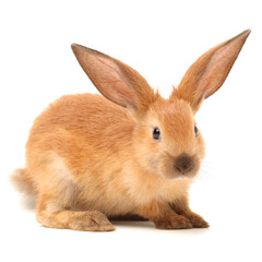 rabbits isolated on white background