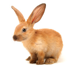 rabbits isolated on white background 
